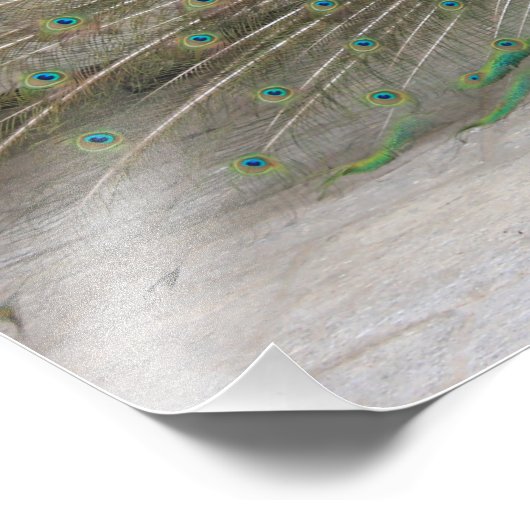 Impression Photo Pacock (Coin)