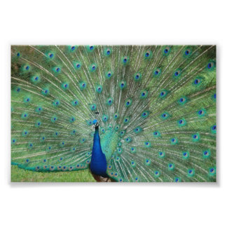 Impression Photo Paignton Peacock