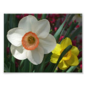 Impression Photo Pair of Daffodils Pink and Yellow Spring Flowers (Devant)