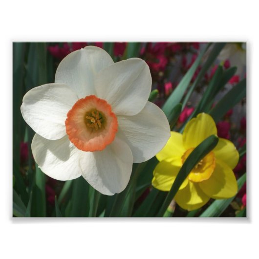Impression Photo Pair of Daffodils Pink and Yellow Spring Flowers (Devant)