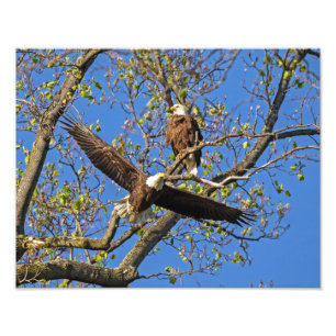 Impression Photo Paire d'aigle