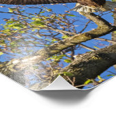 Impression Photo Paire d'aigle (Coin)