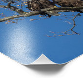 Impression Photo Paire d'aigle à tête blanche (Coin)