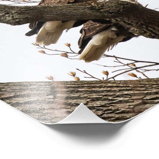 Impression Photo Paire D'Aigle Bald Perché Ensemble (Coin)