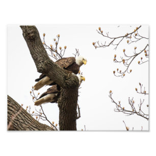 Impression Photo Paire D'Aigle Bald Perché Ensemble