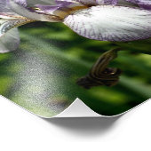 Impression Photo Paire De Fleur Iris Portée Violet Et Blanc 8x10 (Coin)