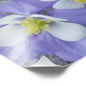 Impression Photo Paire de fleurs Columbine (Coin)