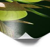 Impression Photo Paire de fleurs de chlipper de Lady Orchidée blanc (Coin)