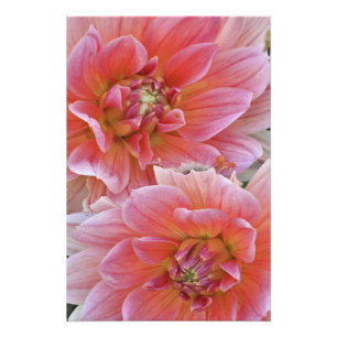 Impression Photo Paire de fleurs de Dahlia, Dahlia spp. ,
