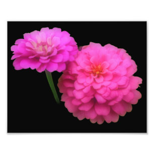 Impression Photo Paire de fleurs rose Zinnia Fermer 8x10