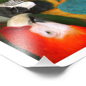 Impression Photo Paire de Macaws embrasser (Coin)