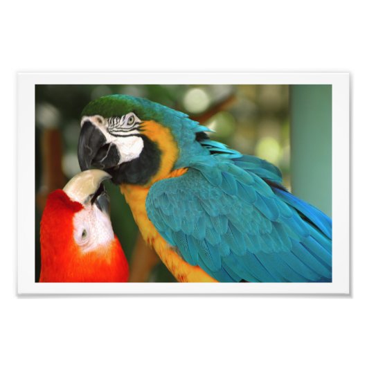 Impression Photo Paire de Macaws embrasser (Devant)