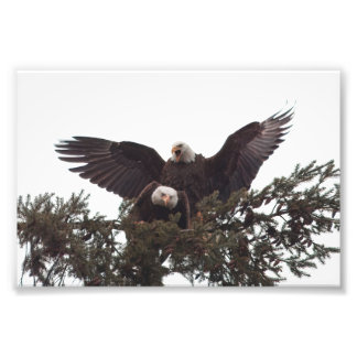 Impression Photo Paire de Majestic Bald Eagles se mariant à vie