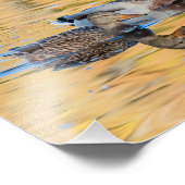 Impression Photo Paire de Mallards (Coin)