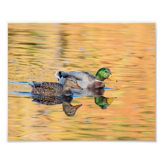 Impression Photo Paire de Mallards (Devant)
