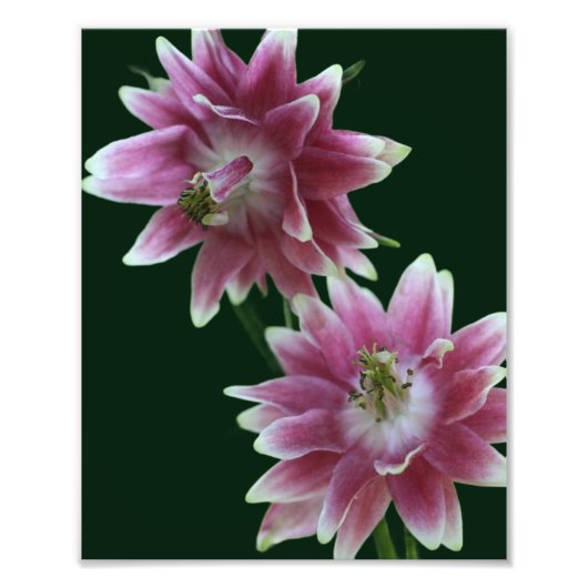 Impression Photo Paire Fleur Rouge Et Blanc 8x10 (Devant)