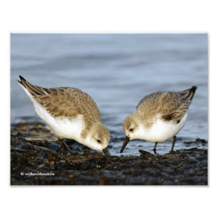Impression Photo Paire mignonne de Sanderlings Sandpipers Partage u