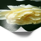 Impression Photo Paire rose jaune 8x10 (Coin)