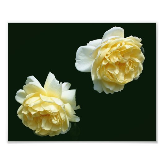 Impression Photo Paire rose jaune 8x10 (Devant)