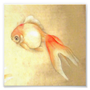 Impression Photo Paisible poisson rouge japonais
