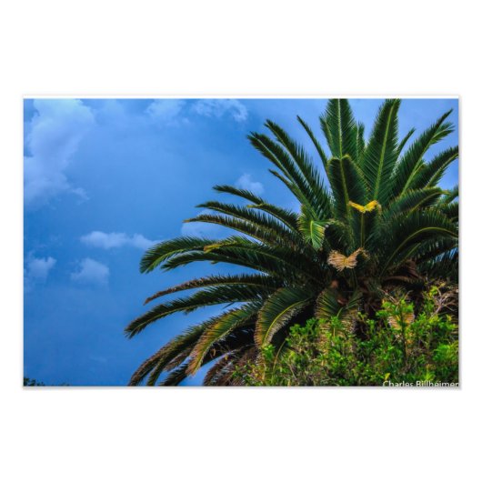Impression photo Palm Tree (Devant)