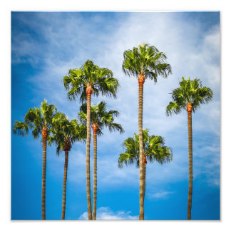 Impression Photo Palm Trees à San Diego, Californie