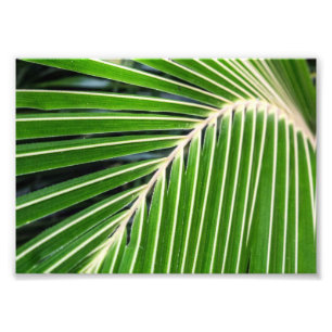Impression Photo Palmette verte abstraite