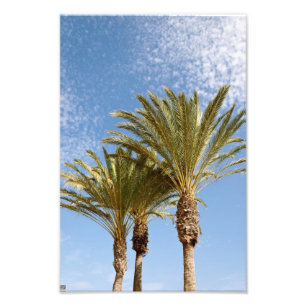 Impression Photo Palmiers