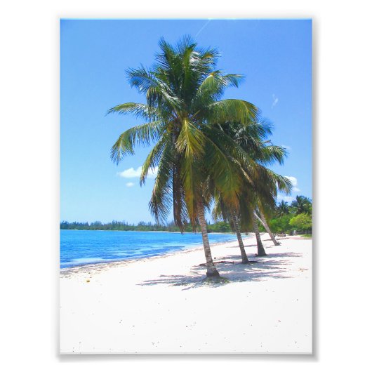 Impression Photo Palmiers cubains (Devant)