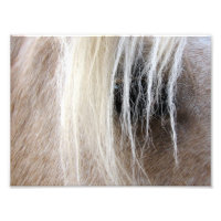 Palomino