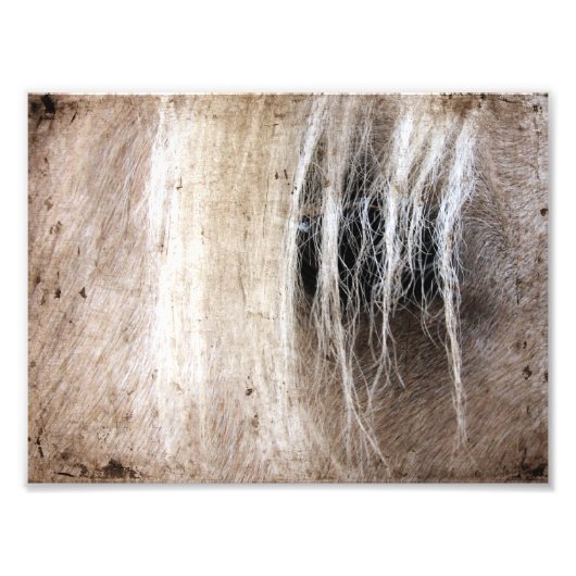 Impression Photo Palomino Grunge (Devant)