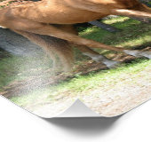 Impression Photo Palomino Horse (Coin)