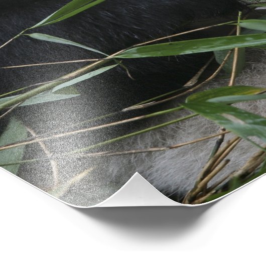 Impression Photo Panda géant (Coin)