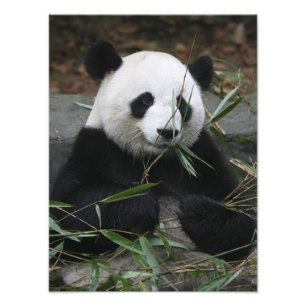 Impression Photo Panda géant