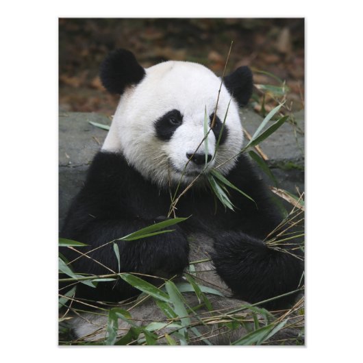 Impression Photo Panda géant (Devant)