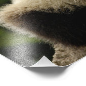 Impression Photo Panda géant bébé Ailuropoda melanoleuca) (Coin)