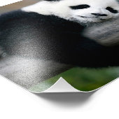Impression Photo Panda Hugging Post (Coin)