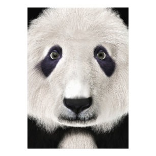 Impression Photo Panda roux