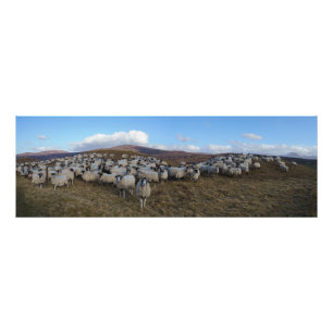 Impression Photo Panorama écossais des moutons à visage noir