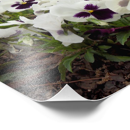 Impression Photo Pansies blanches et violettes (Coin)