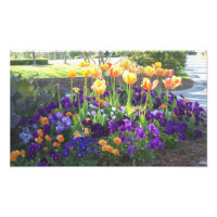 Pansies et tulipes