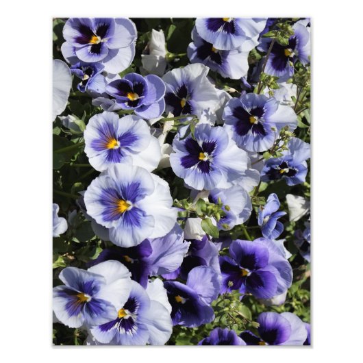 Impression Photo Pansies violettes de 11 po x 14 po (Devant)