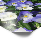 Impression Photo Pansies violettes Jardin Floral (Coin)