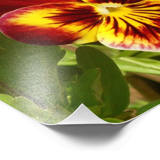 Impression Photo Pansy Fiery (Coin)
