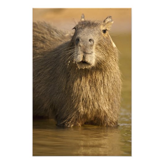 Impression Photo Pantanal, Brésil, Capybara, Hydrochoerus (Devant)