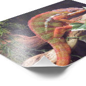 Impression Photo Panther Chameleon (Coin)