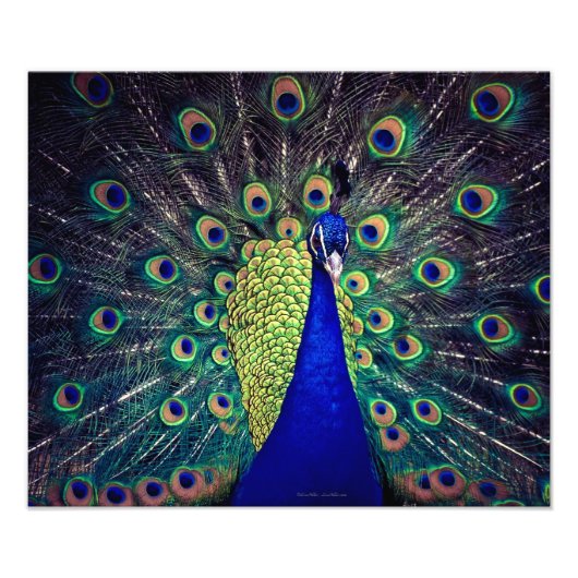 Impression Photo Paon bleu cobalt (Devant)