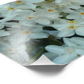 Impression Photo Paperwhite Narcissus Fleurs blanches délicates (Coin)