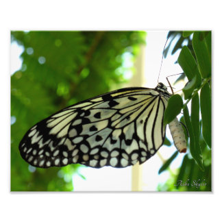 Impression Photo Papier papillon