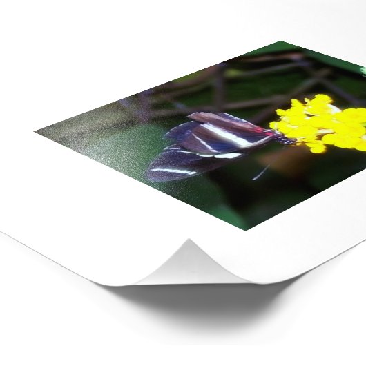 Impression Photo Papillon (Coin)